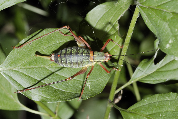 Barbitistes serricauda ??